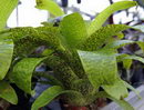 Vriesea Fenestralis